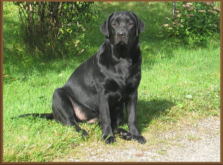 Tranåsens Soft As Dark Duchesse